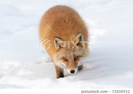 Red fox in winter snow Hokkaido Red fox in winter snow Hokkaido 72830552