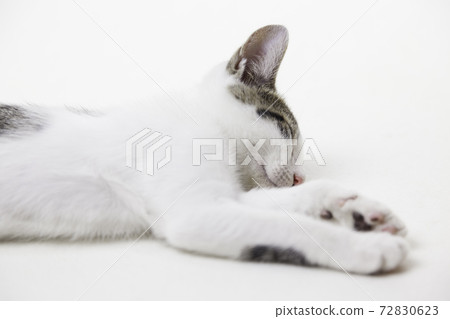 在白色背景上睡覺的小貓 在白色背景上睡覺的小貓 72830623