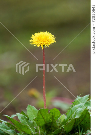 只是一朵蒲公英花 72830642