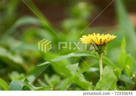 Simply a single dandelion flower Simply a single dandelion flower 72830645