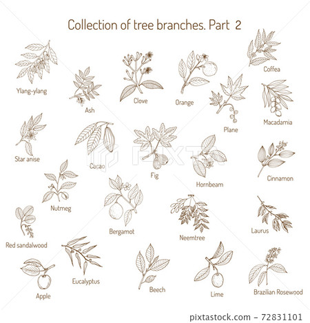 Set of different tree branches 72831101
