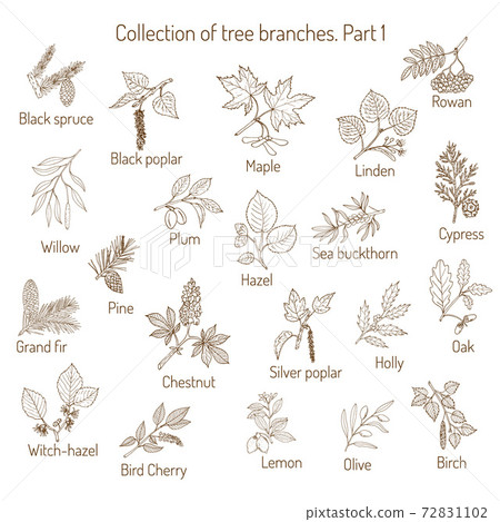 Set of different tree branches 72831102