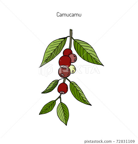 Camu-camu, medicinal plant 72831109