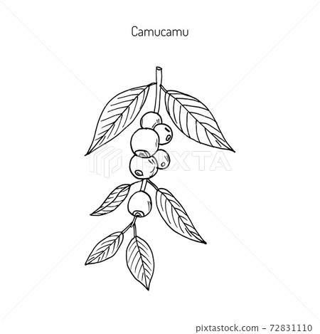 Camu-camu, medicinal plant 72831110