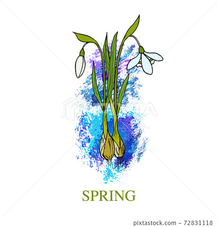 Spring greeting card with snowdrop - Stock Illustration [72831118] - PIXTA