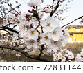 Landscape with cherry blossoms 0001 72831144