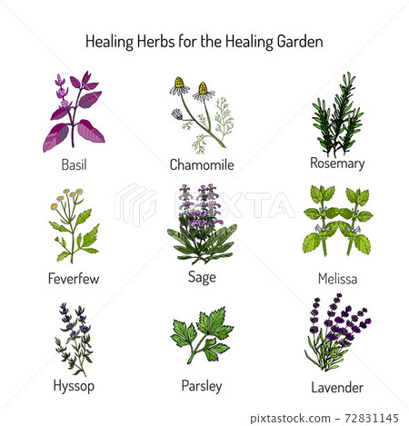 Healing herbs set Healing herbs set 72831145
