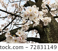 Landscape with cherry blossoms 0002 72831149
