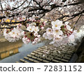 Landscape with cherry blossoms 0003 72831152