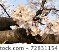 Landscape with cherry blossoms 0004 72831154