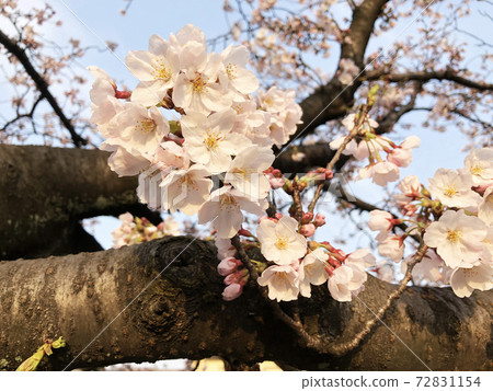 Landscape with cherry blossoms 0004 Landscape with cherry blossoms 0004 72831154