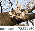 Landscape with cherry blossoms 0005 72831160
