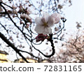 Landscape with cherry blossoms 0006 72831165