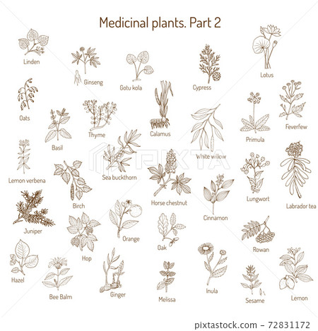 Vintage collection of medical herbs 72831172