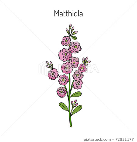Matthiola iincana, vector illustration 72831177