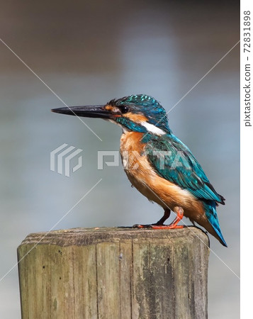 Kingfisher 72831898