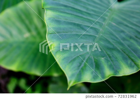 Large leaves 72831962