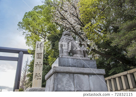 靖國神社鳥居和小櫻櫻花 72832115