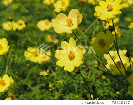Pretty Kibana cosmos 72832157