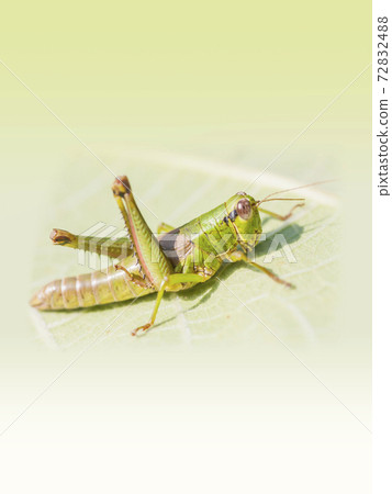 Inago Inago幼蟲模糊 72832488