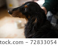 Dachshund 72833054