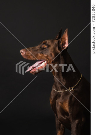 chocolate doberman