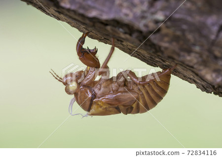 Cicada molt semi-molted brown cicada shell 72834116