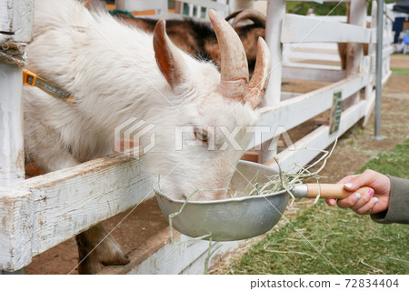 Goat feeding experience - Stock Photo [72834404] - PIXTA