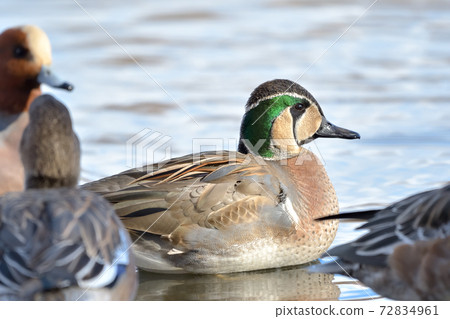 花臉鴨 72834961