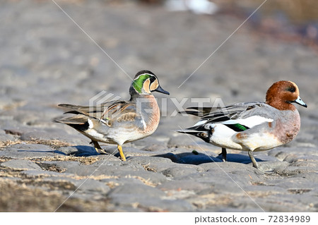 花臉鴨 72834989