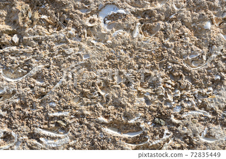 Texture of sand and shell rock for the background 72835449