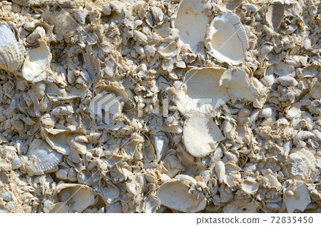Texture of sand and shell rock for the background 72835450