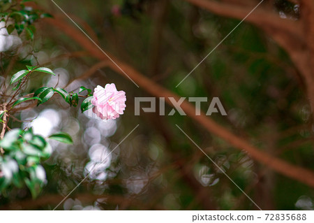 椿椿椿植物花 椿椿椿植物花 72835688