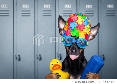 dog swim cap and goggles in locker room 72835848