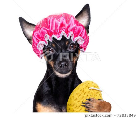 dog in bathtub under shower celaning and washing 72835849