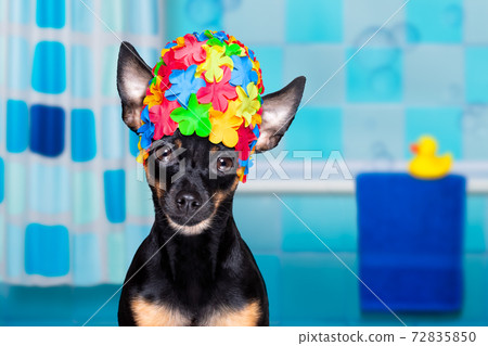 dog in bathtub under shower celaning and washing dog in bathtub under shower celaning and washing 72835850