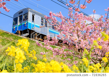 Kawazu cherry blossoms, rape blossoms, and vehicles on the Izukyu line Kawazu cherry blossoms, rape blossoms, and vehicles on the Izukyu line 72836265