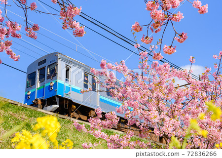 Clear sky, Kawazu cherry blossoms, rape blossoms and train Clear sky, Kawazu cherry blossoms, rape blossoms and train 72836266