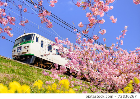 Kawazu cherry blossoms and 185 series Kawazu cherry blossoms and 185 series 72836267