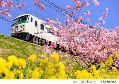 Kawazu cherry blossoms, rape blossoms and 185 series Kawazu cherry blossoms, rape blossoms and 185 series 72836268