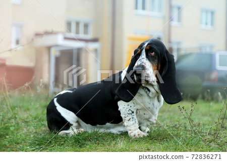 A domestic dog for walks on the street. Pitomitz on the grass A domestic dog for walks on the street. Pitomitz on the grass 72836271