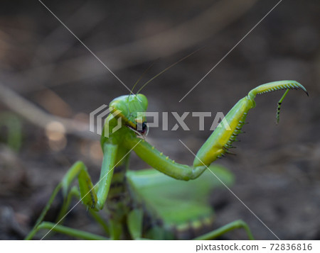 Mantis in an attacking pose in the habitat Mantis in an attacking pose in the habitat 72836816
