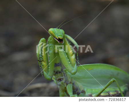 Mantis in an attacking pose in the habitat Mantis in an attacking pose in the habitat 72836817