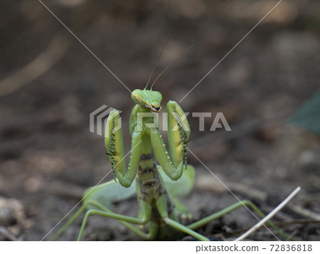 Mantis in an attacking pose in the habitat Mantis in an attacking pose in the habitat 72836818