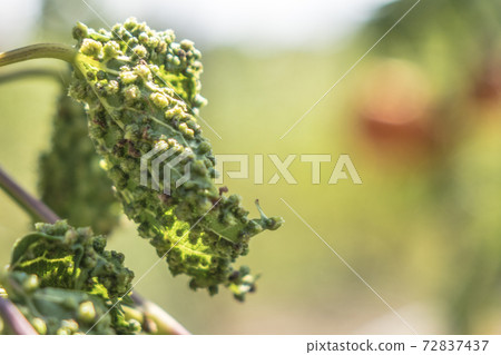 Pest infested grape leaves in a farm vineyard 72837437