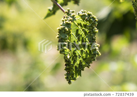 Pest infested grape leaves in a farm vineyard Pest infested grape leaves in a farm vineyard 72837439