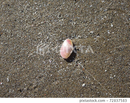 櫻花在沙灘上的貝殼 72837583