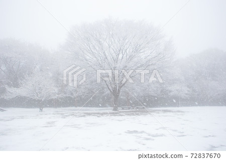 茨城縣日立市3月的雪景 72837670