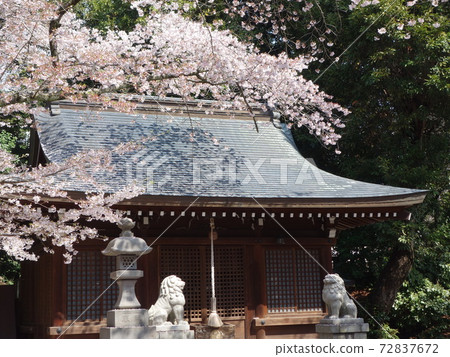 Spring Spring 72837672