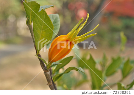 Orange Gardenia Fruit 72838291